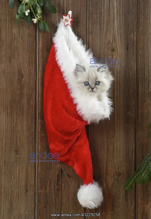 : Cat Teddy Bear 4 week old kitten blue cream colour point X breed kitten in Christmas hat : Cat Teddy Bear 4 week old kitten blue cream colour point X breed kitten in Christmas hat