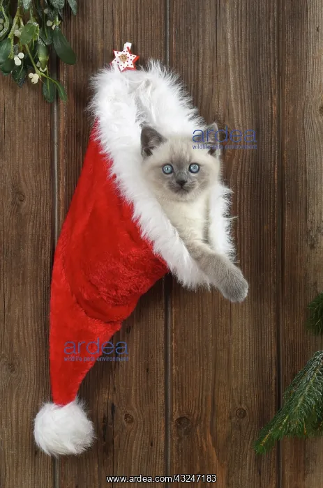 : Cat Teddy Bear 4 week old kitten blue cream colour point X breed kitten in Christmas hat : Cat Teddy Bear 4 week old kitten blue cream colour point X breed kitten in Christmas hat