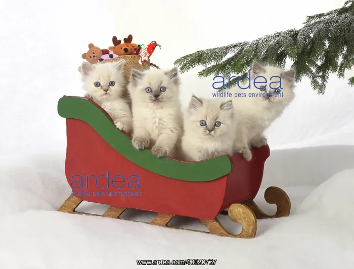 : Cat Teddy Bear 4 week old kitten blue cream colour point X breed kitten : Cat Teddy Bear 4 week old kitten blue cream colour point X breed kitten
