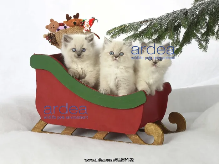 : Cat Teddy Bear 4 week old kitten blue cream colour point X breed kitten : Cat Teddy Bear 4 week old kitten blue cream colour point X breed kitten