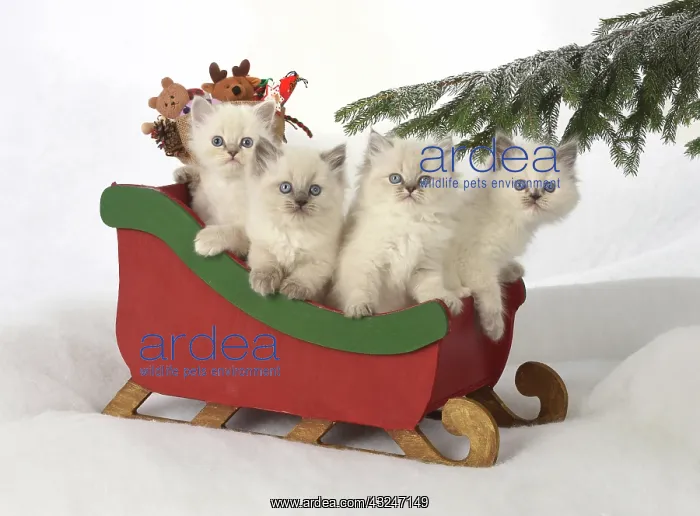 : Cat Teddy Bear 4 week old kitten blue cream colour point X breed kitten : Cat Teddy Bear 4 week old kitten blue cream colour point X breed kitten