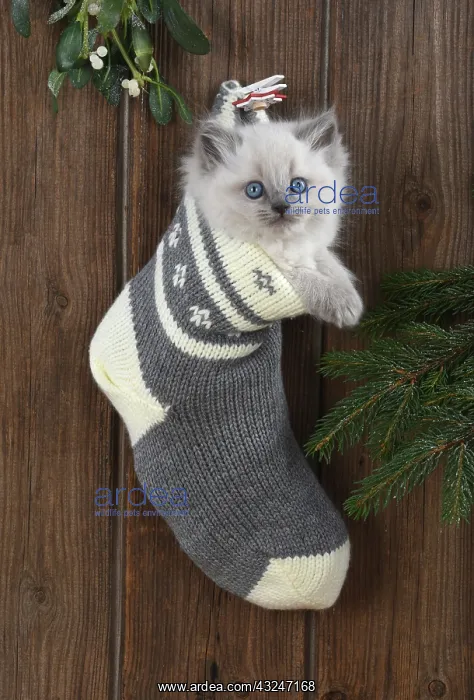 : Cat Teddy Bear 4 week old kitten blue cream colour point X breed kitten : Cat Teddy Bear 4 week old kitten blue cream colour point X breed kitten
