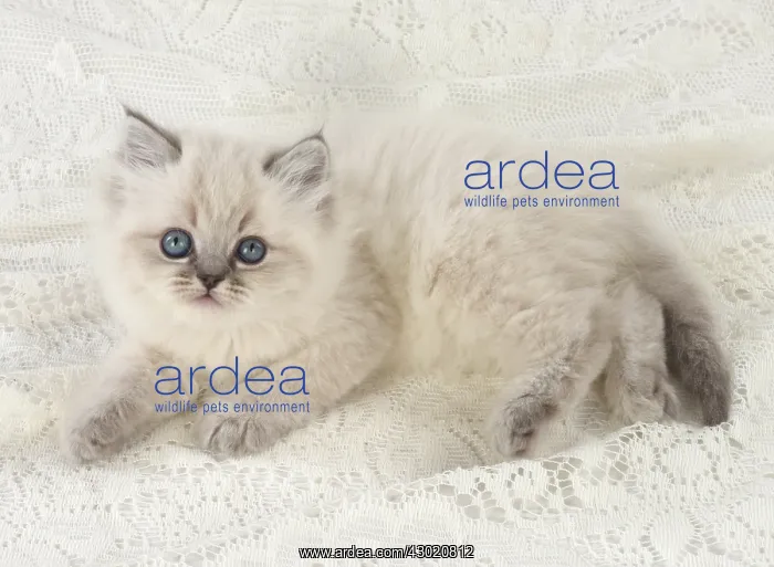 : Cat Teddy Bear 4 weeks old kitten blue cream colour point X breed kitten : Cat Teddy Bear 4 weeks old kitten blue cream colour point X breed kitten