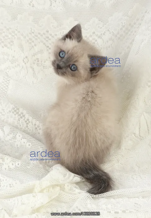 : Cat Teddy Bear 4 weeks old kitten blue cream colour point X breed kitten : Cat Teddy Bear 4 weeks old kitten blue cream colour point X breed kitten