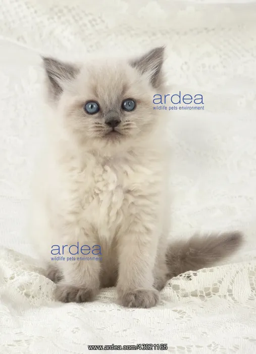 : Cat Teddy Bear 4 weeks old kitten blue cream colour point X breed kitten : Cat Teddy Bear 4 weeks old kitten blue cream colour point X breed kitten