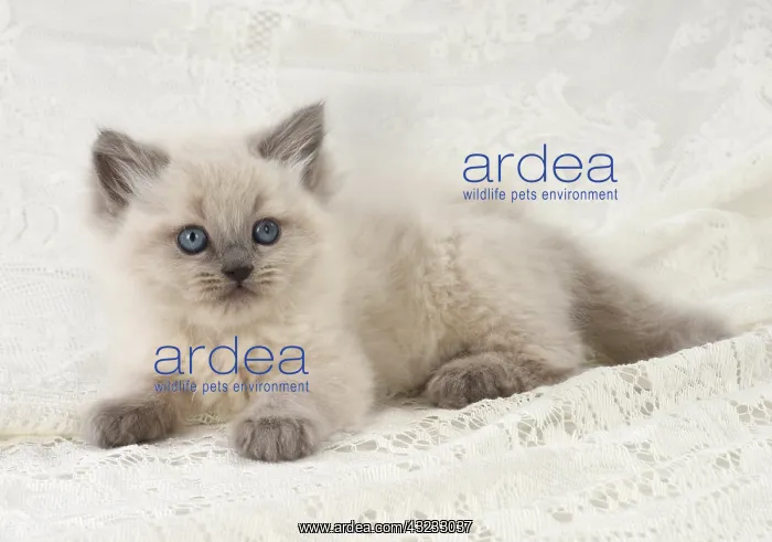 : Cat Teddy Bear 4 weeks old kitten blue cream colour point X breed kitten : Cat Teddy Bear 4 weeks old kitten blue cream colour point X breed kitten