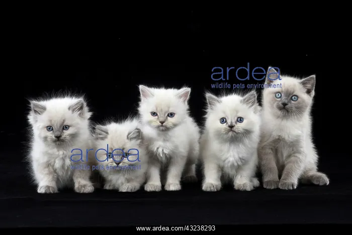 : Cat Teddy Bear 4 weeks old kitten blue cream colour point X breed kitten : Cat Teddy Bear 4 weeks old kitten blue cream colour point X breed kitten