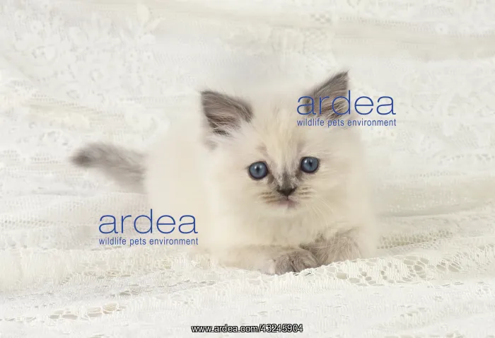 : Cat Teddy Bear 4 weeks old kitten blue cream colour point X breed kitten : Cat Teddy Bear 4 weeks old kitten blue cream colour point X breed kitten