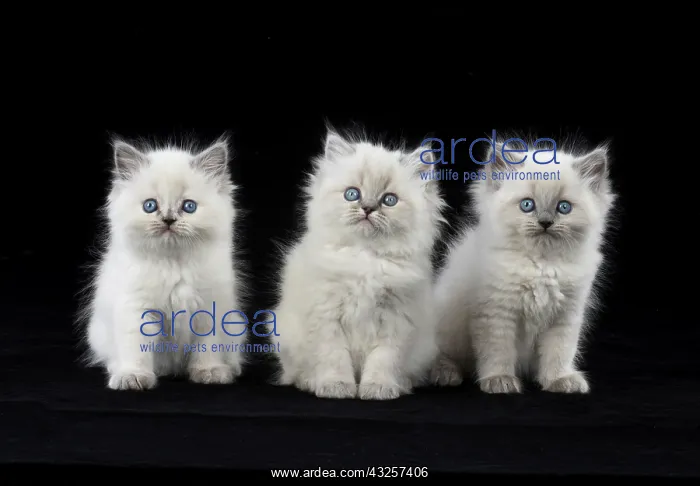 : Cat Teddy Bear 4 weeks old kitten blue cream colour point X breed kitten : Cat Teddy Bear 4 weeks old kitten blue cream colour point X breed kitten