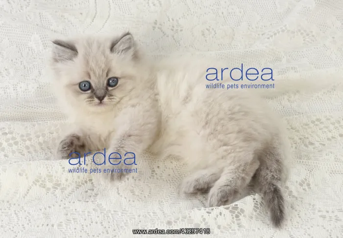 : Cat Teddy Bear 4 weeks old kitten blue cream colour point X breed kitten : Cat Teddy Bear 4 weeks old kitten blue cream colour point X breed kitten