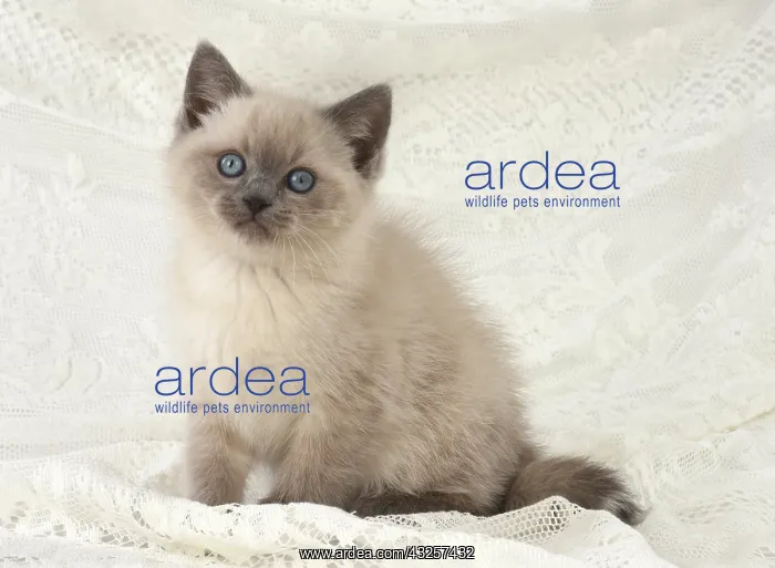 : Cat Teddy Bear 4 weeks old kitten blue cream colour point X breed kitten : Cat Teddy Bear 4 weeks old kitten blue cream colour point X breed kitten