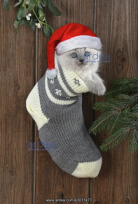 : CAT. Teddy Bear kitten, blue cream colour point : CAT. Teddy Bear kitten, blue cream colour point