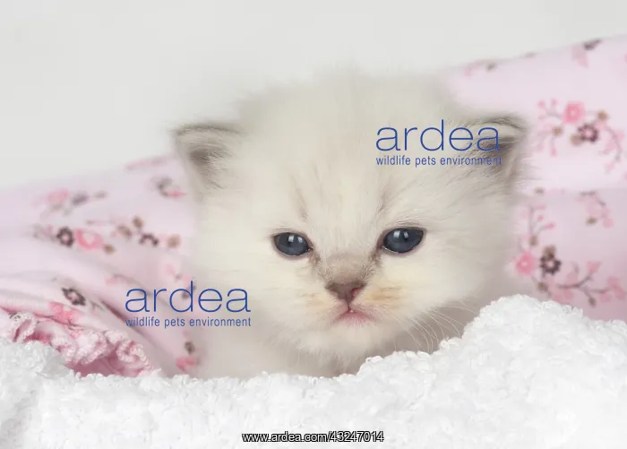 : Cat Teddy Bear kitten blue cream colour point X breed 4 week old kitten : Cat Teddy Bear kitten blue cream colour point X breed 4 week old kitten