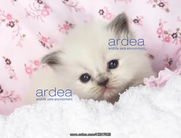 : Cat Teddy Bear kitten blue cream colour point X breed 4 week old kitten : Cat Teddy Bear kitten blue cream colour point X breed 4 week old kitten