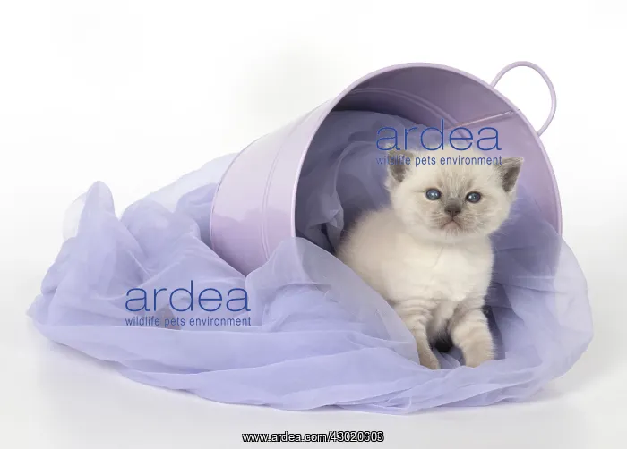 : Cat Teddy Bear kitten blue cream colour point X breed 4 week old kitten : Cat Teddy Bear kitten blue cream colour point X breed 4 week old kitten