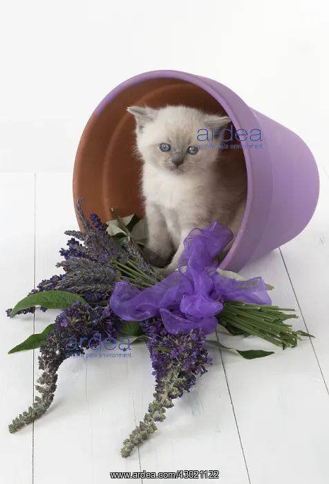 : Cat Teddy Bear kitten blue cream colour point X breed 4 week old kitten : Cat Teddy Bear kitten blue cream colour point X breed 4 week old kitten