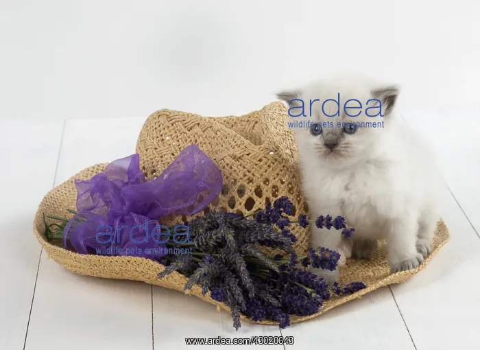 : Cat Teddy Bear kitten blue cream colour point X breed 4 week old kitten with flowers : Cat Teddy Bear kitten blue cream colour point X breed 4 week old kitten with flowers