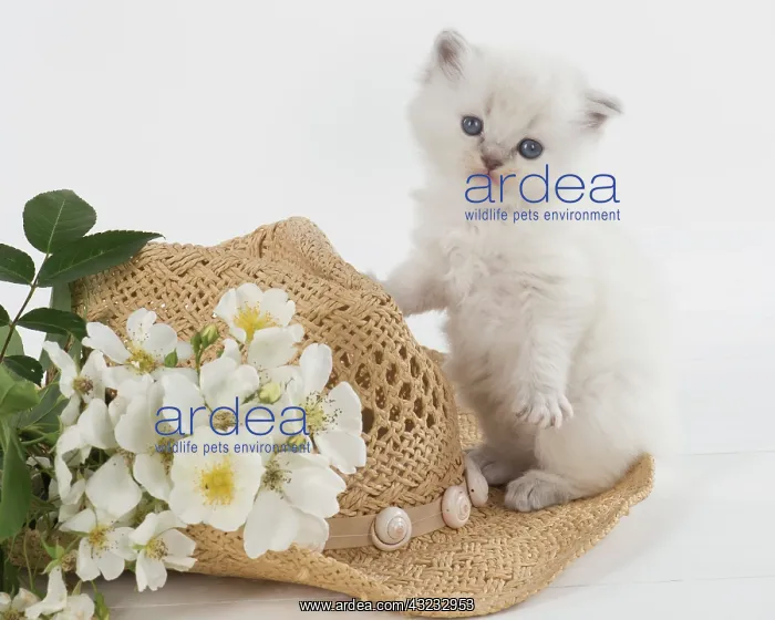 : Cat Teddy Bear kitten blue cream colour point X breed 4 week old kitten with flowers : Cat Teddy Bear kitten blue cream colour point X breed 4 week old kitten with flowers