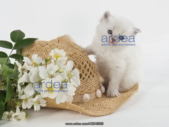 : Cat Teddy Bear kitten blue cream colour point X breed 4 week old kitten with flowers : Cat Teddy Bear kitten blue cream colour point X breed 4 week old kitten with flowers