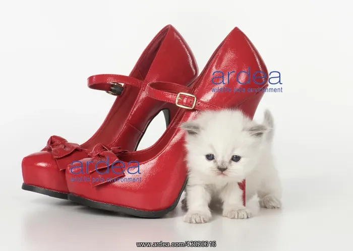: Cat Teddy Bear kitten blue cream colour point X breed 4 week old kitten with red shoes : Cat Teddy Bear kitten blue cream colour point X breed 4 week old kitten with red shoes