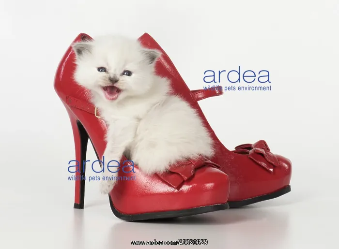 : Cat Teddy Bear kitten blue cream colour point X breed 4 week old kitten with red shoes : Cat Teddy Bear kitten blue cream colour point X breed 4 week old kitten with red shoes
