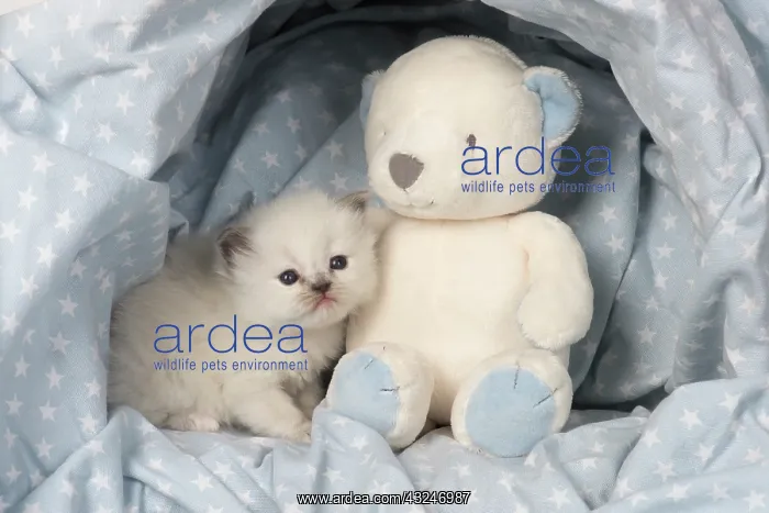 : Cat Teddy Bear kitten blue cream colour point X breed 4 week old kitten with a teddy bear : Cat Teddy Bear kitten blue cream colour point X breed 4 week old kitten with a teddy bear