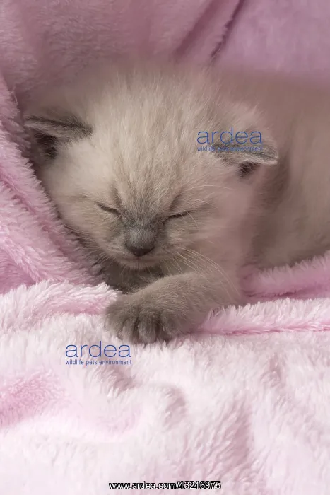 : Cat Teddy Bear kittens blue cream colour point X breed 4 week old kitten : Cat Teddy Bear kittens blue cream colour point X breed 4 week old kitten