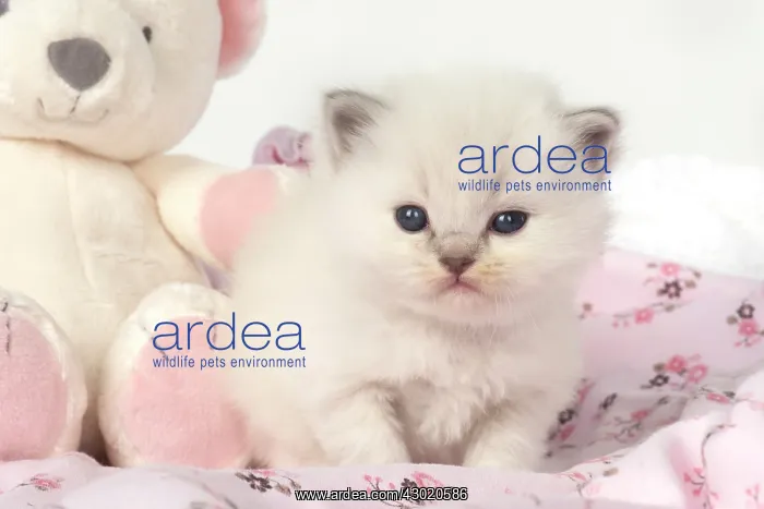 : Cat Teddy Bear kittens blue cream colour point X breed 4 week old kitten with a teddy bear : Cat Teddy Bear kittens blue cream colour point X breed 4 week old kitten with a teddy bear