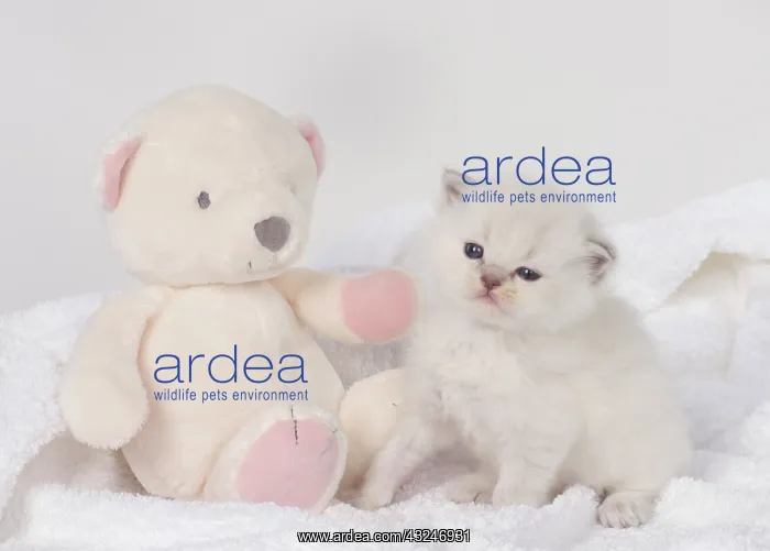 : Cat Teddy Bear kittens blue cream colour point X breed 4 week old kitten with a teddy bear : Cat Teddy Bear kittens blue cream colour point X breed 4 week old kitten with a teddy bear