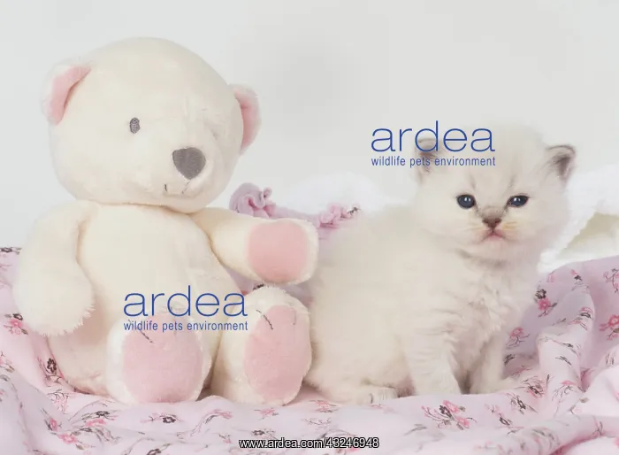 : Cat Teddy Bear kittens blue cream colour point X breed 4 week old kitten with a teddy bear : Cat Teddy Bear kittens blue cream colour point X breed 4 week old kitten with a teddy bear