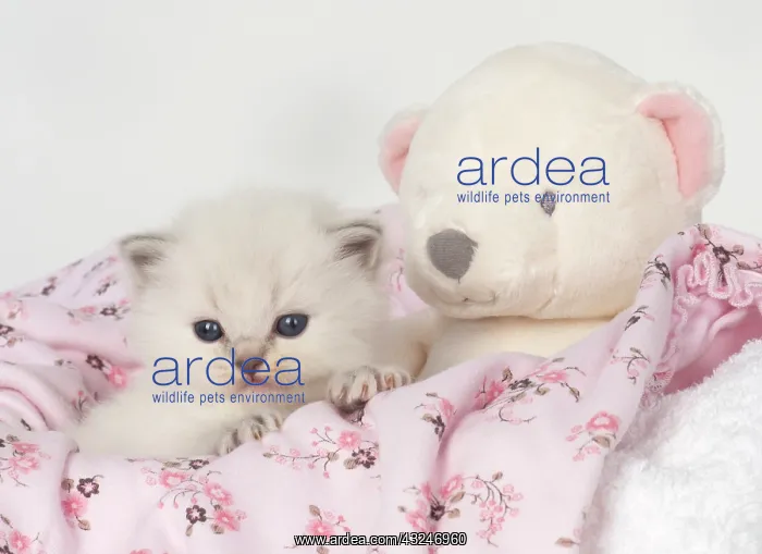 : Cat Teddy Bear kittens blue cream colour point X breed 4 week old kitten with a teddy bear : Cat Teddy Bear kittens blue cream colour point X breed 4 week old kitten with a teddy bear
