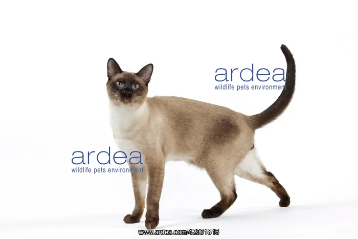  : Cat - Thai
