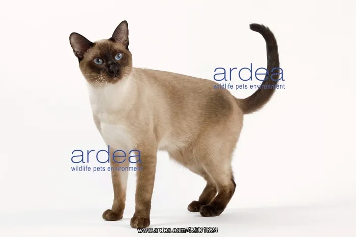  : Cat - Thai
