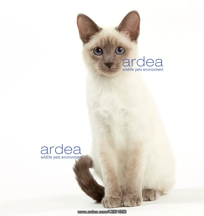  : Cat - Thai Kitten