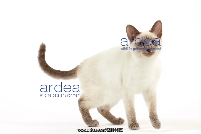 : Cat - Thai Kitten