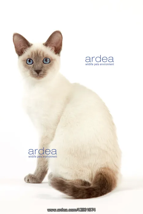  : Cat - Thai Kitten