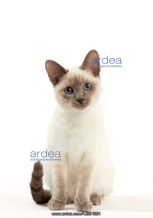  : Cat - Thai Kitten