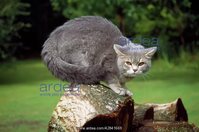 : Cat - in threatening / aggressive pose : Cat - in threatening / aggressive pose