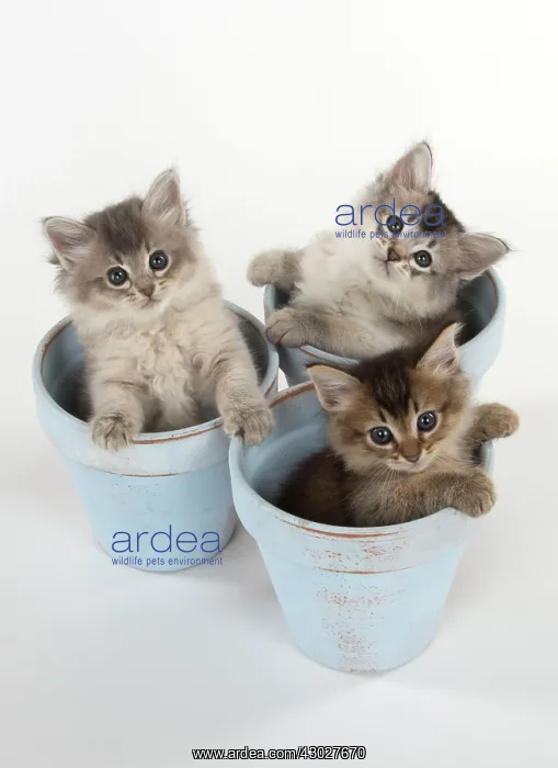 : Cat Tiffali 7 week old Kittens in flower pots : Cat Tiffali 7 week old Kittens in flower pots