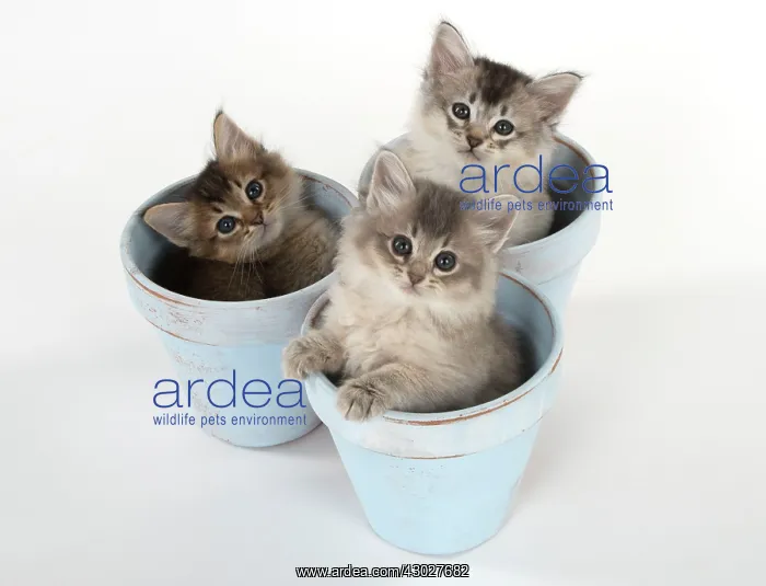 : Cat Tiffali 7 week old Kittens in flower pots : Cat Tiffali 7 week old Kittens in flower pots