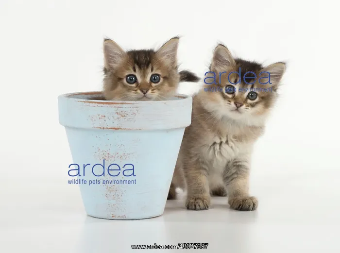 : Cat Tiffali 7 week old Kittens in flower pots : Cat Tiffali 7 week old Kittens in flower pots