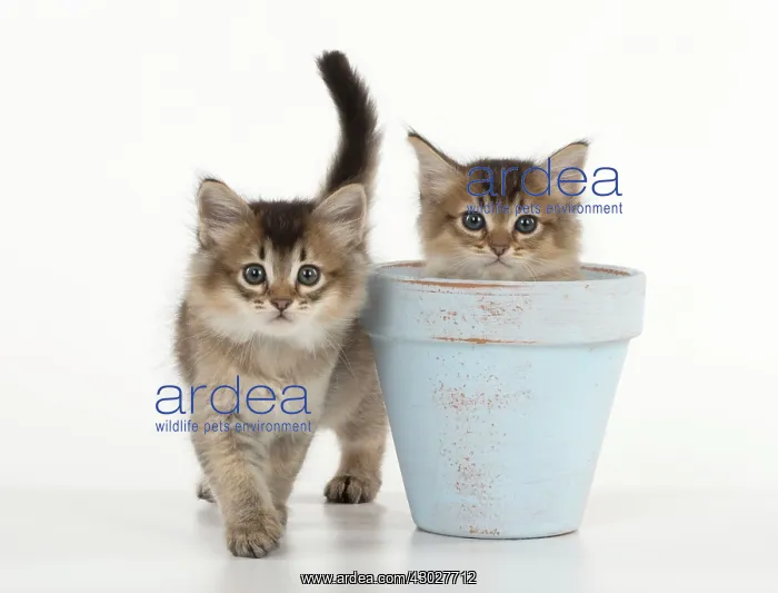 : Cat Tiffali 7 week old Kittens in flower pots : Cat Tiffali 7 week old Kittens in flower pots