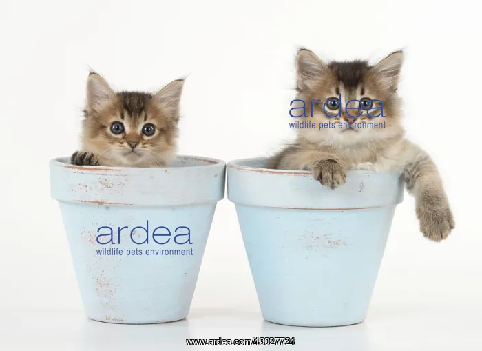 : Cat Tiffali 7 week old Kittens in flower pots : Cat Tiffali 7 week old Kittens in flower pots