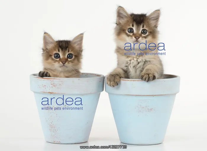 : Cat Tiffali 7 week old Kittens in flower pots : Cat Tiffali 7 week old Kittens in flower pots