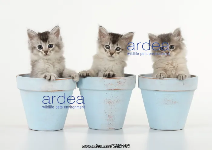 : Cat Tiffali 7 week old Kittens in flower pots : Cat Tiffali 7 week old Kittens in flower pots