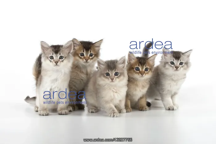  : Cat Tiffali 7 week old kittens in a line