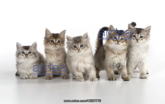 : Cat Tiffali 7 week old kittens in a line : Cat Tiffali 7 week old kittens in a line