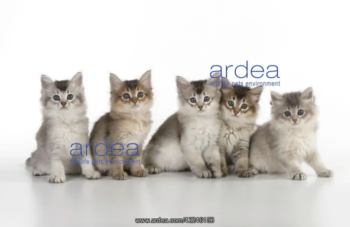 : Cat Tiffali 7 week old kittens in a line : Cat Tiffali 7 week old kittens in a line