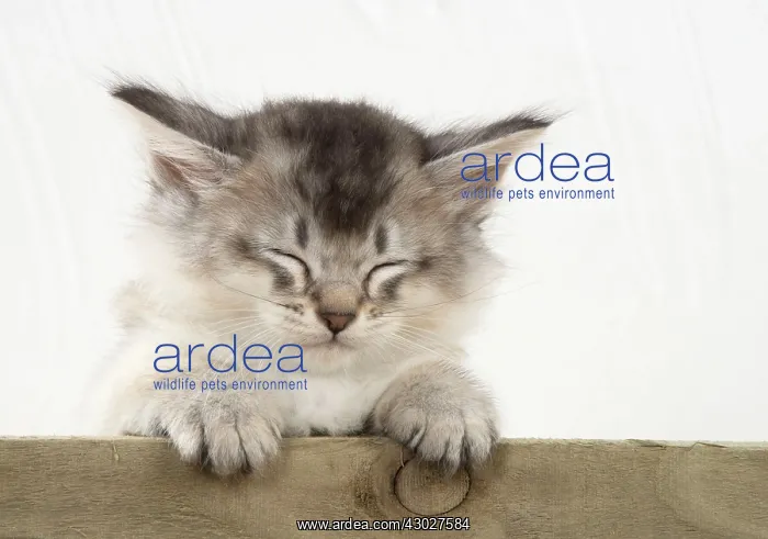 : Cat Tiffali 7 week old kittens in old wooden box : Cat Tiffali 7 week old kittens in old wooden box