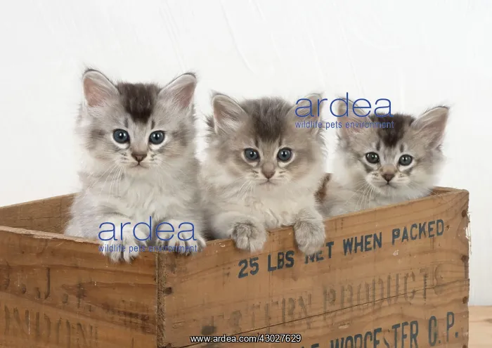 : Cat Tiffali 7 week old kittens in old wooden box : Cat Tiffali 7 week old kittens in old wooden box